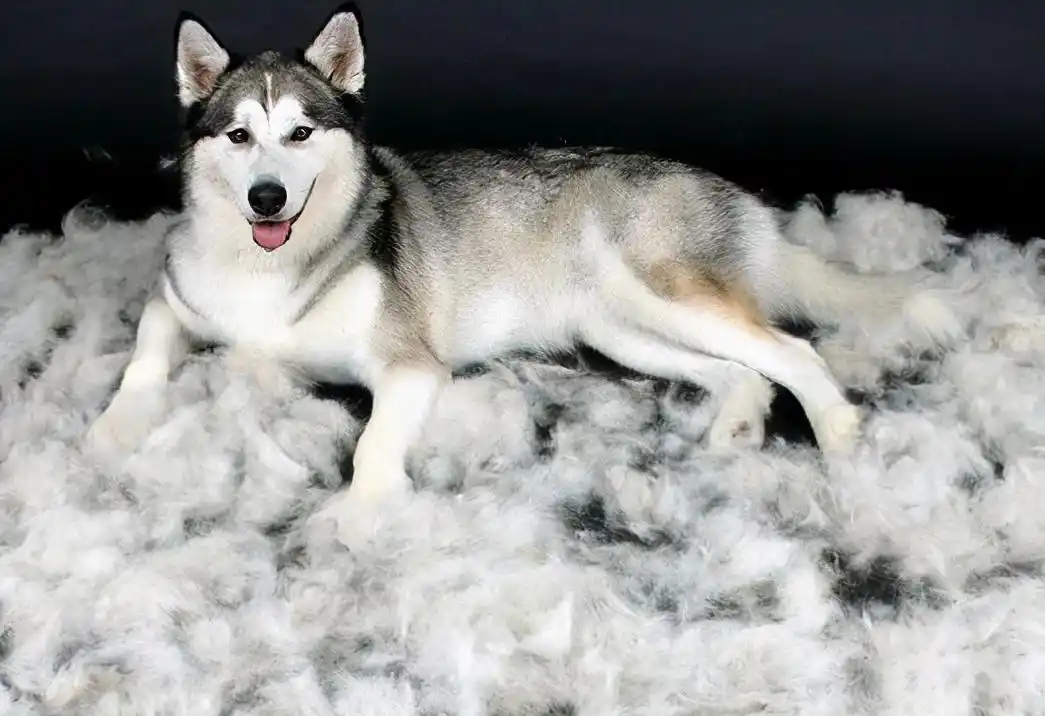 为什么养狗,别养哈士奇,这些缺点你难以接受