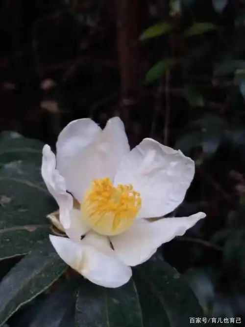 茶油树开花了,这种油被誉为"东方的橄榄油"你吃过没?