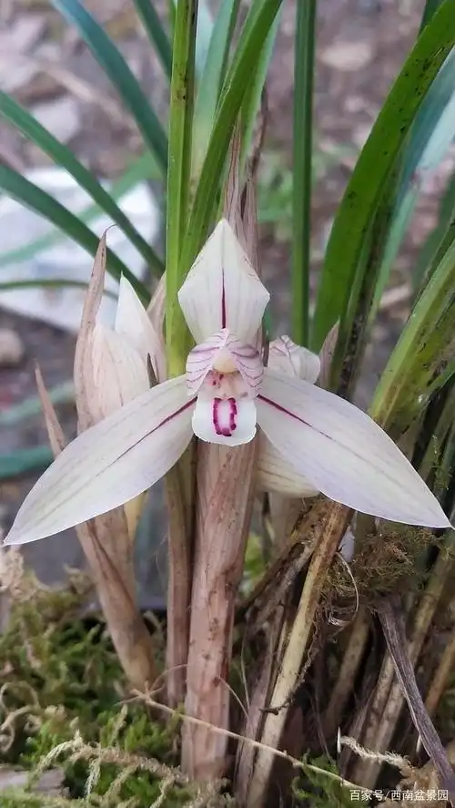 春兰,兰花色花花