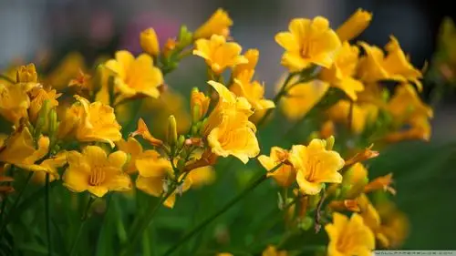 安卓(android)小清新 清新淡雅 花高清手机壁纸免费下载,安心市场-用