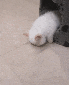 "在吗,进来吸一吸沙雕猫"