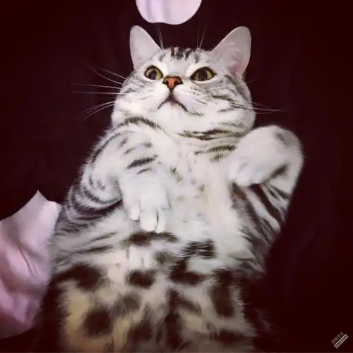 家养俊俏可爱标准美短虎斑dd借配请加微信预约上门看猫