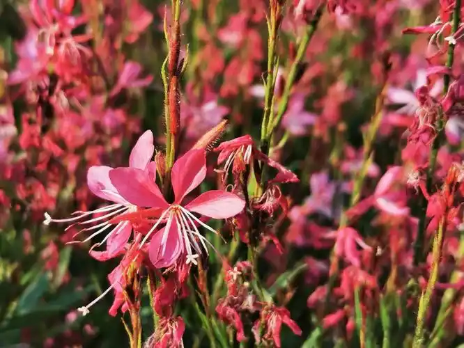 山桃草绽放如花海荡漾