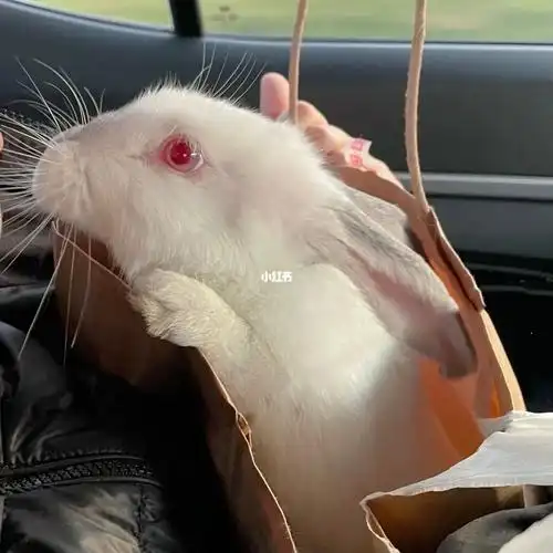 22考研幸运头像,兔子寓意前途似锦大展宏图_兔子_考研_头像_济南攻略