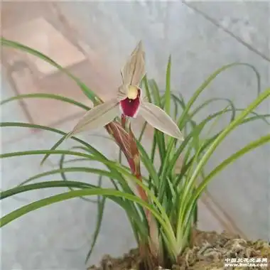 二红素 - 中国兰花交易网