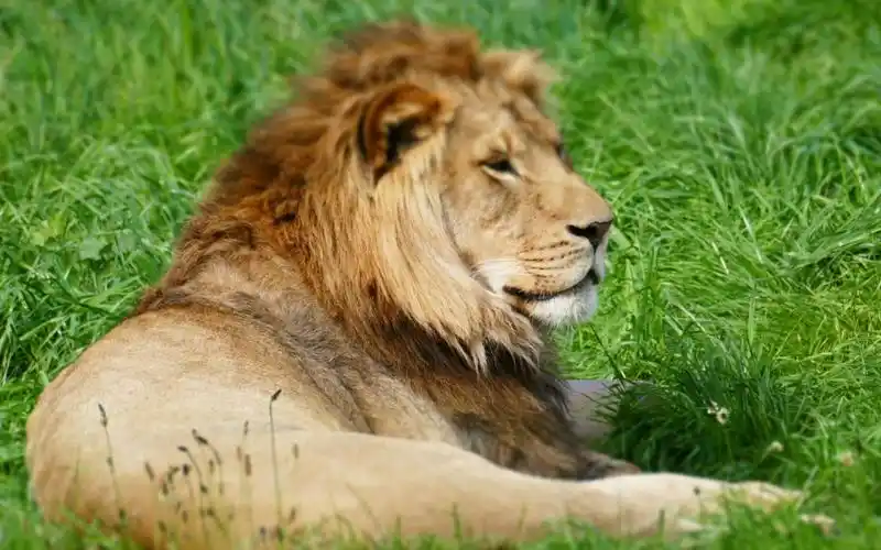 东非马赛马拉草原各种动物高清摄影