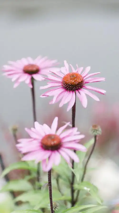 清新雅致唯美花卉图片手机壁纸