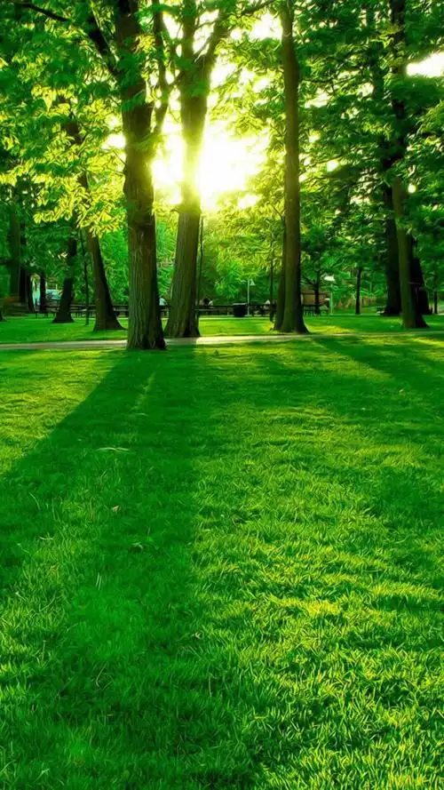 树- 堆糖,美图壁纸兴趣社区