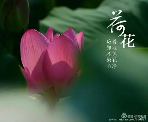 看取莲花净,应知不染心.