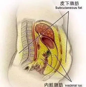 你以前做的腹肌撕裂可能是无效运动|腹肌|内脏脂肪|腹部脂肪_新浪女性