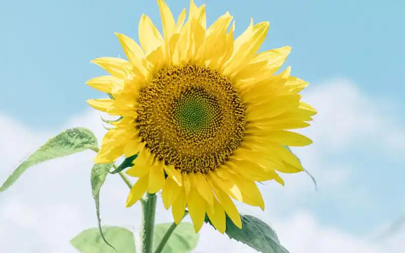 向日葵小清新风景唯美高清桌面壁纸图片