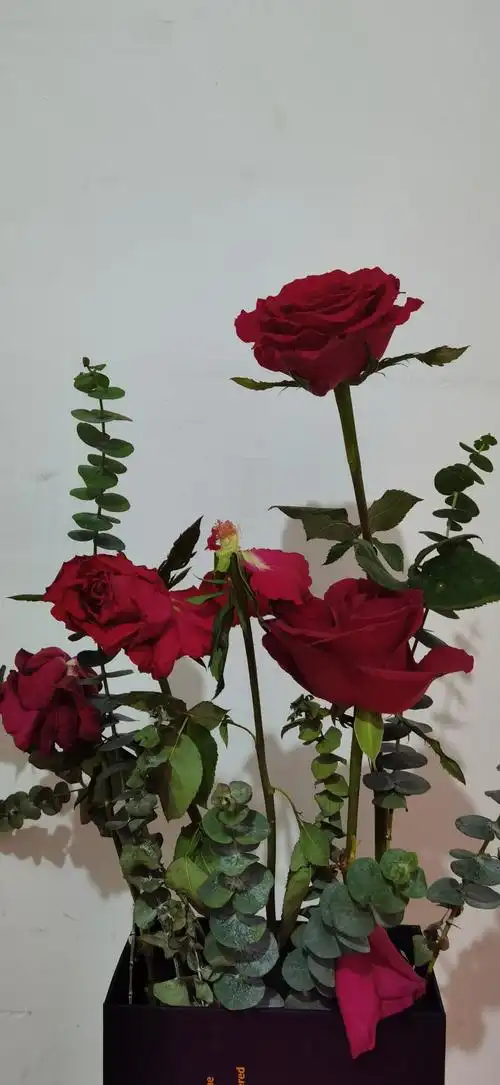 手机电影万人共创凋谢的玫瑰花