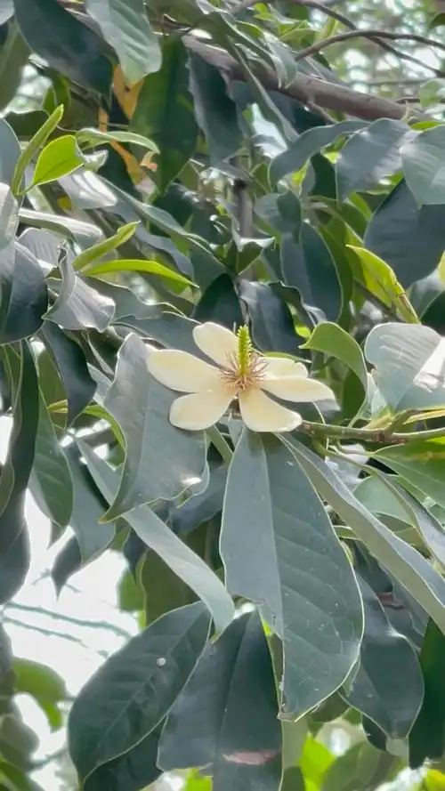 乐昌含笑,又名南方白兰花,广东含笑,景烈白兰,景烈含笑.7815