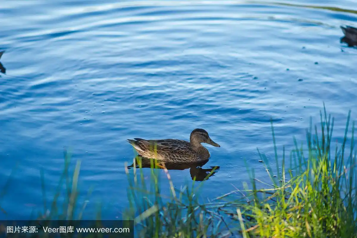 鸭子靠近灌木丛的背景是一个蓝色的池塘1136.