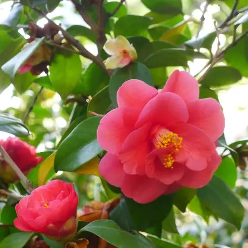 线上活动 - 春天里那个百花开图片详情,路上风景正好的图片110346