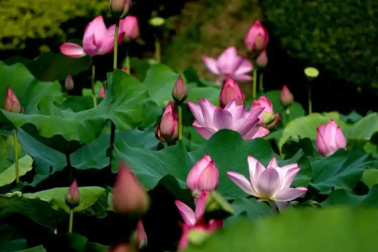 莲花山美丽的荷花仙子(1)