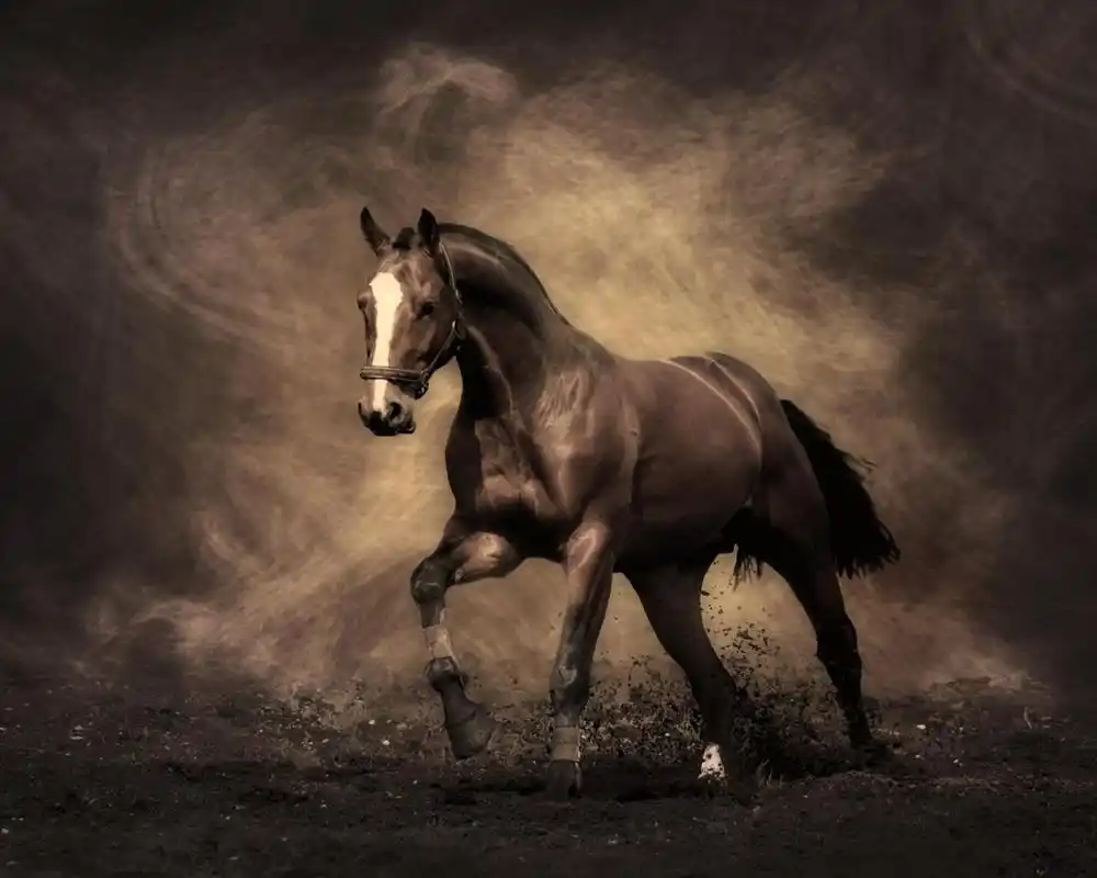 描述: 马-动物摄影高清壁纸 当前壁纸尺寸: 1280 x 1024