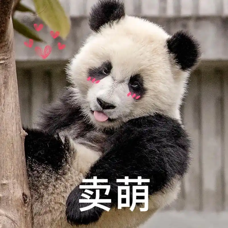 汶川熊猫表情包太可爱了,速收藏!#大熊猫 # - 抖音