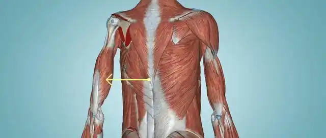 想练好肱三头肌吗?光知道它的结构可不行,还得了解它的性格