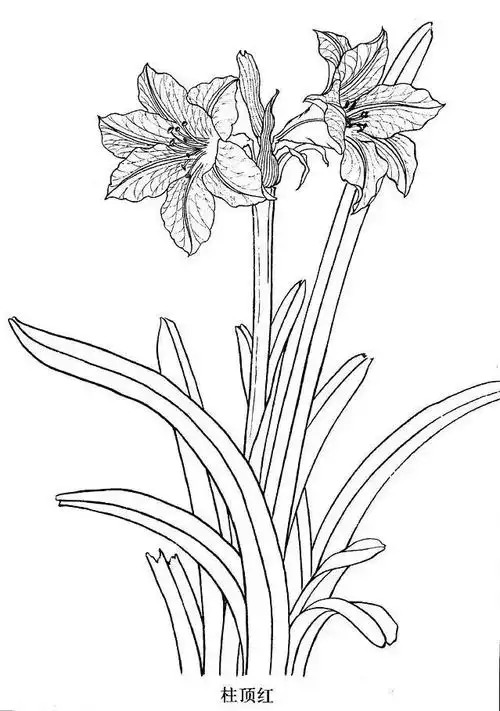 工笔白描花卉素材