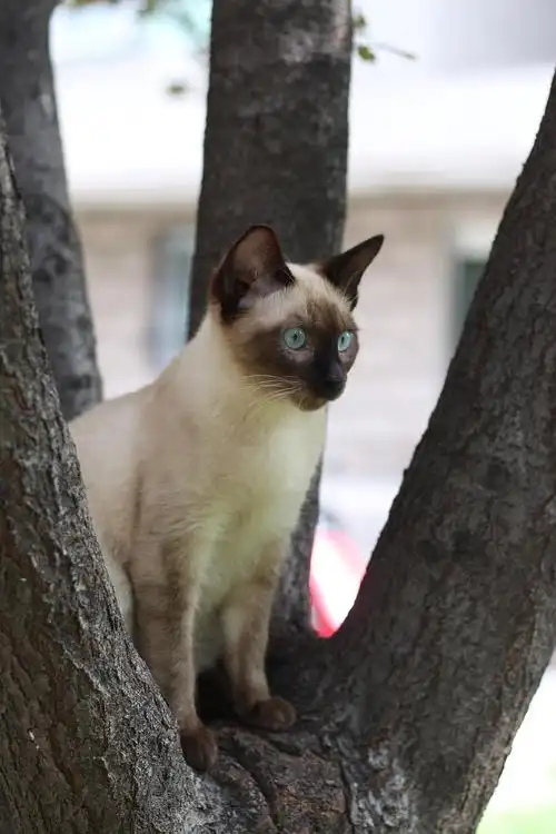 暹罗猫 成长记录