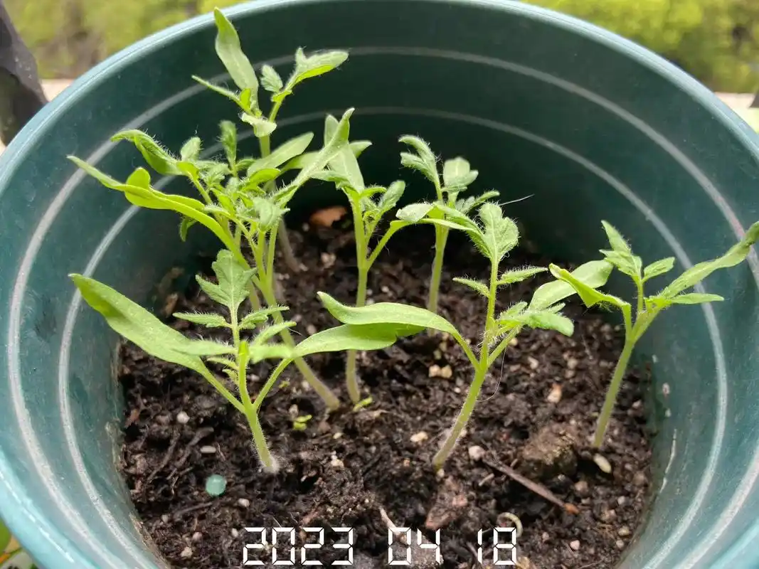 最近温度越来越高,阳光强烈时幼苗 - 抖音