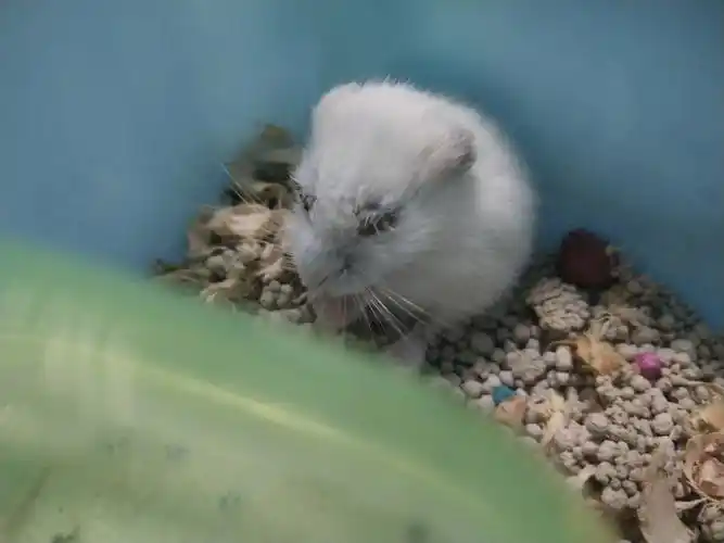 仓鼠眼睛睁不开