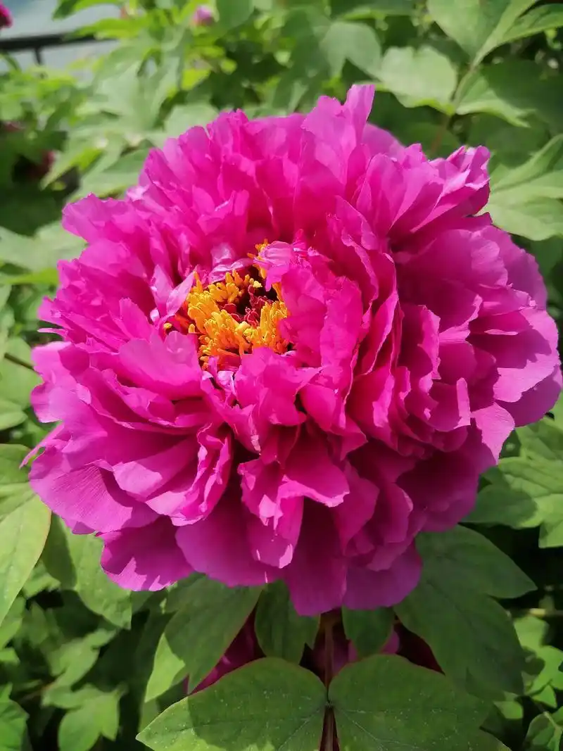 牡丹早开品种洛阳红争奇斗艳将近入盛花期