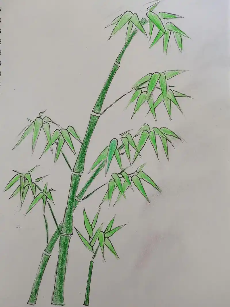 简笔画(114)跟我一起画竹子