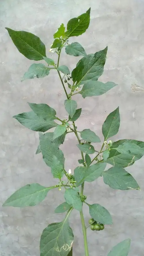 童年时期爱吃的龙葵果,您还记得吗?还记得龙葵的样子吗