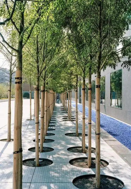 (树阵)#(树阵广场)#(树阵景观)#(主景树)#(景观树)#(树)#(大树)