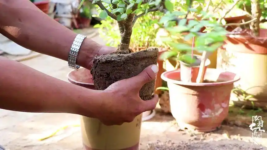 金枝玉叶提根方法,只需"3"大步,观叶观根两不误!