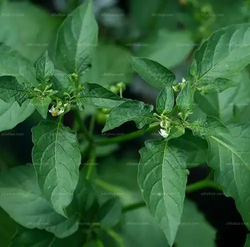 刺萼龙葵 刺萼龙葵152的微博