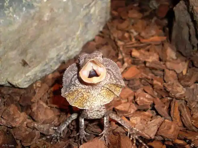 所罗门的猴尾石龙子