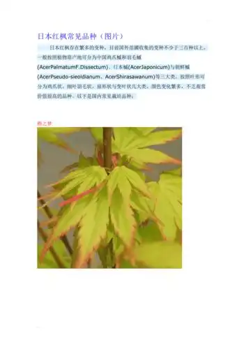 日本红枫常见品种附图