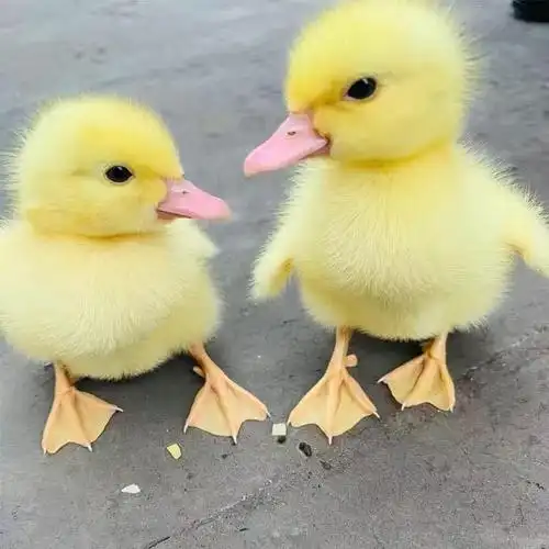 网红宠物鸭活物小鸭幼崽鸭儿童玩伴ivf萌宠鸭黄活体柯尔宠子物鸭