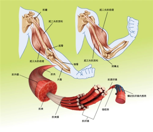 射门动作的肌肉 — 骨骼过程
