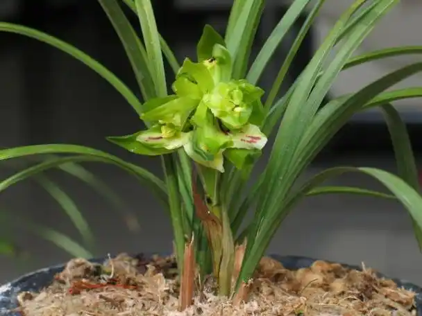 兰花品种排名(最香的兰花品种排名)