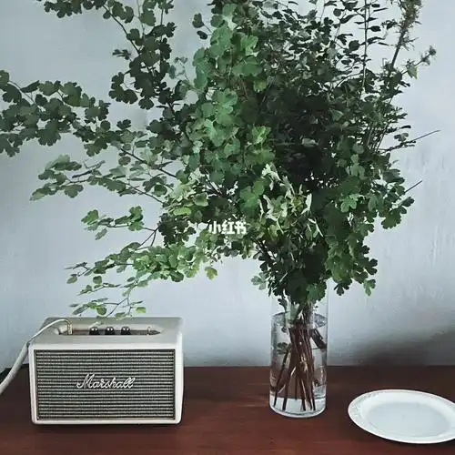 前两天家属带孩子去爬野山,看见满山的三裂绣线菊,折了几枝回来,也没