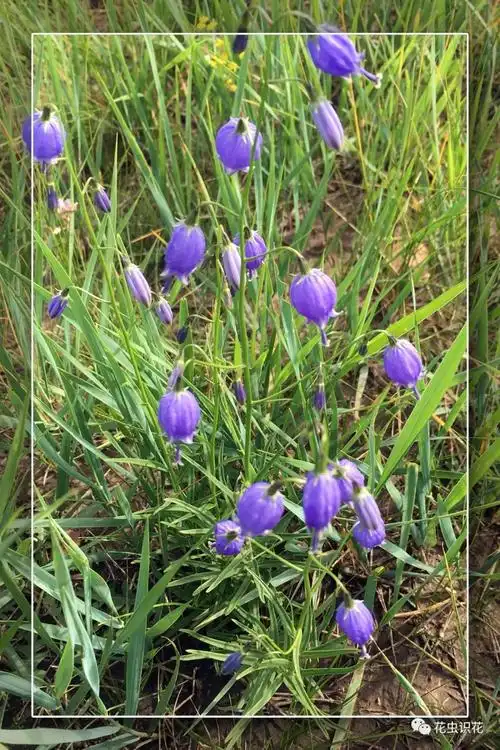 长柱沙参(桔梗科 沙参属 )