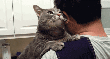 当猫咪"被你抱起",原来它是这么想的,你还傻傻不知道?