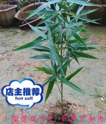 盆栽竹子苗小型竹子小竹子矮竹 盆栽发小笋可食用毛竹楠竹小竹笋