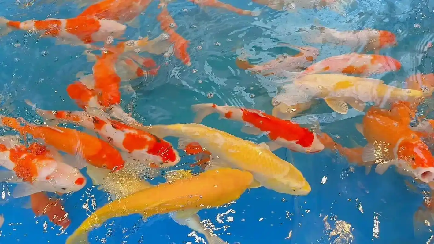 蹭蹭好运#锦鲤 #手机壁纸 #好运锦鲤  - 抖音