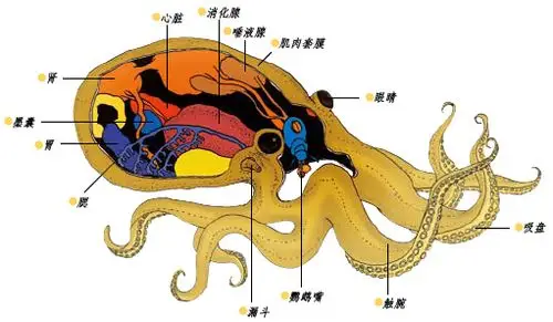 章鱼和乌贼可以随时变换身体的颜色,这是因为它们的皮肤下面有很多