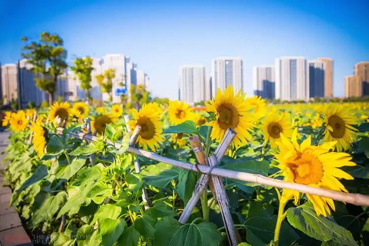 杭州又一网红打卡地,260亩超大面积向日葵花海,太美