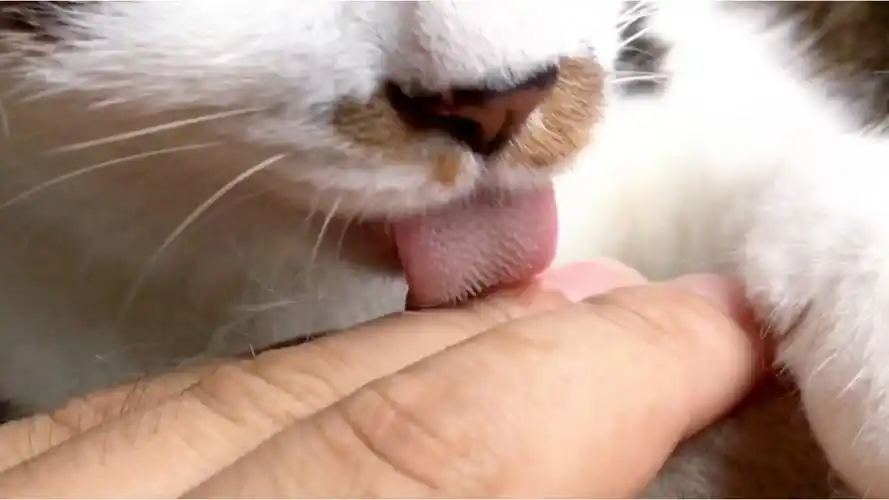 猫舌头有刺舔手像砂纸感觉怪舒服的