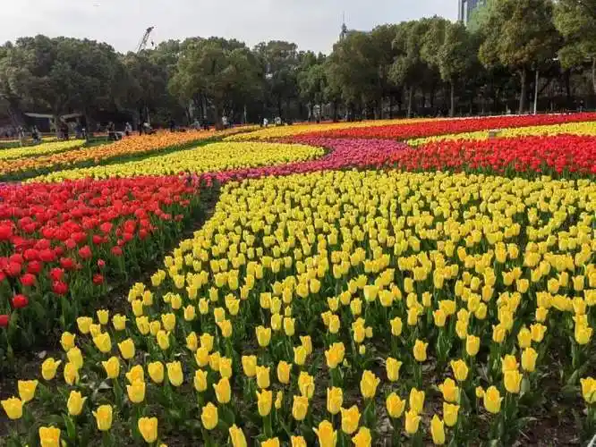 满园春色关不住,一路繁花撩人心……大宁公园50万株郁金香吸引四方