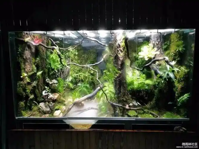 【造景赏析】雨林缸《林语》