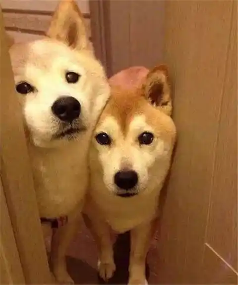 柴犬次次都能把人逗笑