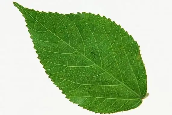 苹果树的叶子像什么 - 致富热